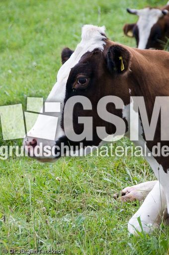 Hausrind (116 von 174).jpg